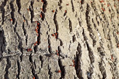 Kırmızı böcek güneşin ağaç kabuğu üzerinde güneşlenmek. Sonbahar sıcak-askerler böcekler için