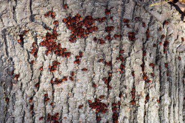 Kırmızı böcek güneşin ağaç kabuğu üzerinde güneşlenmek. Sonbahar sıcak-askerler böcekler için