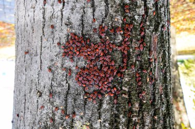 Kırmızı böcek güneşin ağaç kabuğu üzerinde güneşlenmek. Sonbahar sıcak-askerler böcekler için