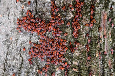 Kırmızı böcek güneşin ağaç kabuğu üzerinde güneşlenmek. Sonbahar sıcak-askerler böcekler için