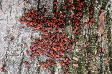 Kırmızı böcek güneşin ağaç kabuğu üzerinde güneşlenmek. Sonbahar sıcak-askerler böcekler için