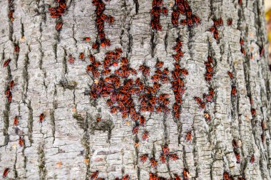 Kırmızı böcek güneşin ağaç kabuğu üzerinde güneşlenmek. Sonbahar sıcak-askerler böcekler için