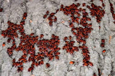 Kırmızı böcek güneşin ağaç kabuğu üzerinde güneşlenmek. Sonbahar sıcak-askerler böcekler için