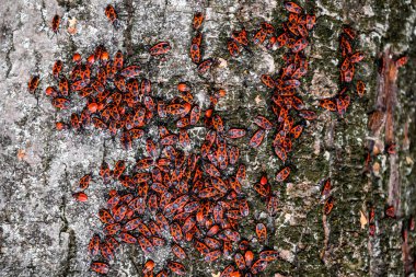 Kırmızı böcek güneşin ağaç kabuğu üzerinde güneşlenmek. Sonbahar sıcak-askerler böcekler için