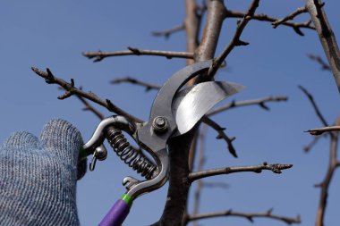 Budama armut budayıcılar şubeleri.
