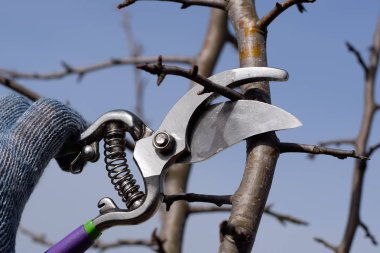 Budama armut budayıcılar şubeleri.