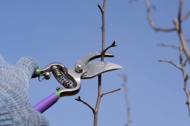 Budama armut budayıcılar şubeleri.