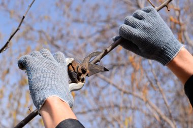 Budama prunus budama makası. Bir kesici ile ağaç kesme. Spri