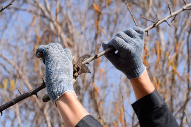 Budama prunus budama makası. Bir kesici ile ağaç kesme. Spri
