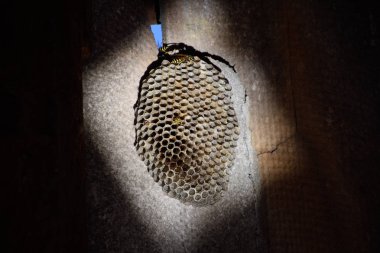 Yuva aspen, polist. Bree sonunda aspen yuva