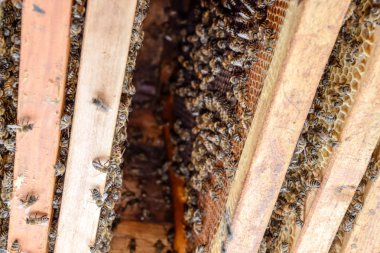 Açık arı kovanı. Kovan petek ile plank. Arıların kovan sürün. Bal arısı.