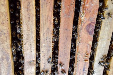 Açık arı kovanı. Kovan petek ile plank. Arıların kovan sürün. Bal arısı.