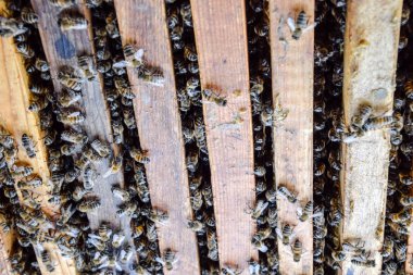 Açık arı kovanı. Kovan petek ile plank. Arıların kovan sürün. Bal arısı.