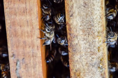 Açık arı kovanı. Kovan petek ile plank. Arıların kovan sürün. Bal arısı.