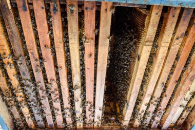 Açık arı kovanı. Kovan petek ile plank. Arıların kovan sürün. Bal arısı.