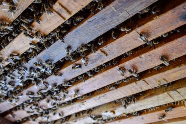 Açık arı kovanı. Kovan petek ile plank. Arıların kovan sürün. Bal arısı.