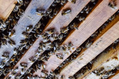 Açık arı kovanı. Kovan petek ile plank. Arıların kovan sürün. Bal arısı.
