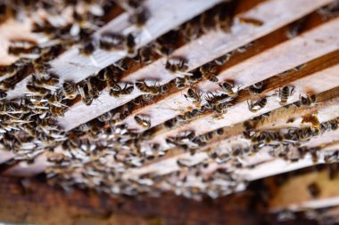 Açık arı kovanı. Kovan petek ile plank. Arıların kovan sürün. Bal arısı.