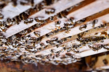 Açık arı kovanı. Kovan petek ile plank. Arıların kovan sürün. Bal arısı.