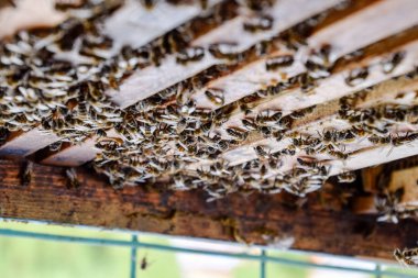 Açık arı kovanı. Kovan petek ile plank. Arıların kovan sürün. Bal arısı.