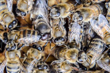 Makro fotoğraf arı. Bal arısı dansı. Arılar bir arı kovanında peteğin üzerinde.