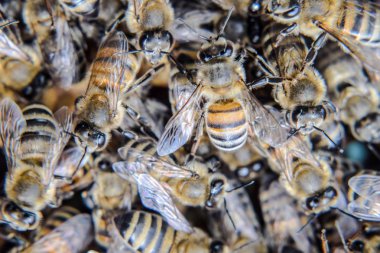 Makro fotoğraf arı. Bal arısı dansı. Arılar bir arı kovanında peteğin üzerinde.