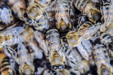 Makro fotoğraf arı. Bal arısı dansı. Arılar bir arı kovanında peteğin üzerinde.