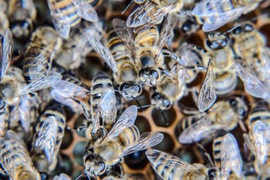 Makro fotoğraf arı. Bal arısı dansı. Arılar bir arı kovanında peteğin üzerinde.