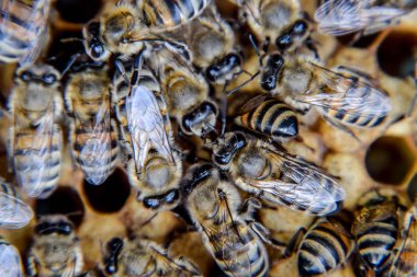 Makro fotoğraf arı. Bal arısı dansı. Arılar bir arı kovanında peteğin üzerinde.
