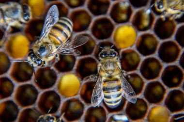 Makro fotoğraf arı. Bal arısı dansı. Arılar bir arı kovanında peteğin üzerinde.