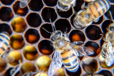 Makro fotoğraf arı. Bal arısı dansı. Arılar bir arı kovanında peteğin üzerinde.