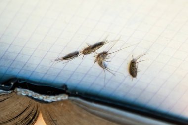 Haşere kitapları ve gazeteleri. Kağıt üzerinde böcek besleme - açık kitap yakınında birkaç parça gümüş balığı.