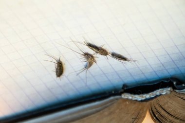 Haşere kitapları ve gazeteleri. Kağıt üzerinde böcek besleme - açık kitap yakınında birkaç parça gümüş balığı.