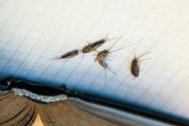 Haşere kitapları ve gazeteleri. Kağıt üzerinde böcek besleme - açık kitap yakınında birkaç parça gümüş balığı.