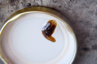 Kavanozun kapağını leach. Kan emici hayvan. Kemer-türü sınıfından ringworms alt sınıfı. Sülükler ile Hirudotherapy. Giruda.