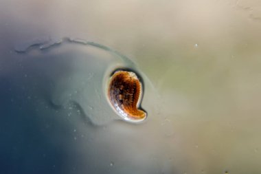 Cama sülük. Kan emici hayvan. Kemer-türü sınıfından ringworms alt sınıfı. Hirudotherapy