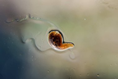 Cama sülük. Kan emici hayvan. Kemer-türü sınıfından ringworms alt sınıfı. Hirudotherapy