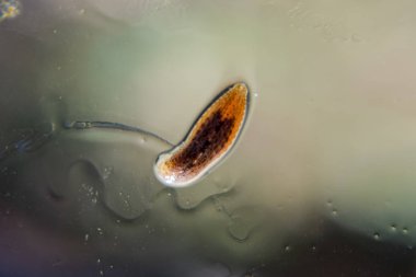 Cama sülük. Kan emici hayvan. Kemer-türü sınıfından ringworms alt sınıfı. Hirudotherapy