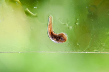 Cama sülük. Kan emici hayvan. Kemer-türü sınıfından ringworms alt sınıfı. Hirudotherapy