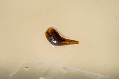 Cama sülük. Kan emici hayvan. Kemer-türü sınıfından ringworms alt sınıfı. Hirudotherapy