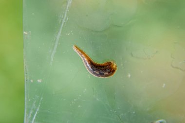 Cama sülük. Kan emici hayvan. Kemer-türü sınıfından ringworms alt sınıfı. Hirudotherapy