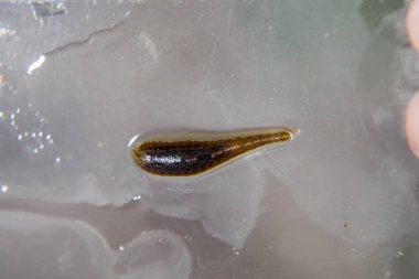 Cama sülük. Kan emici hayvan. Kemer-türü sınıfından ringworms alt sınıfı. Hirudotherapy