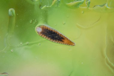 Cama sülük. Kan emici hayvan. Kemer-türü sınıfından ringworms alt sınıfı. Hirudotherapy