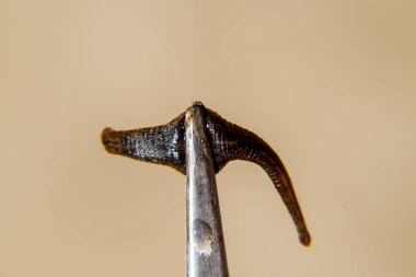 Cımbız üzerinde sülük. Kan emici hayvan. Kemer-türü sınıfından ringworms alt sınıfı. Hirudotherapy