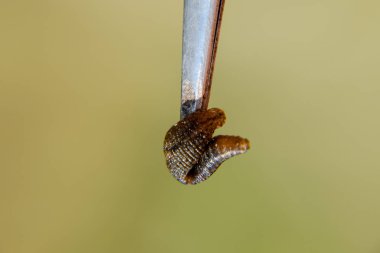 Cımbız üzerinde sülük. Kan emici hayvan. Kemer-türü sınıfından ringworms alt sınıfı. Hirudotherapy