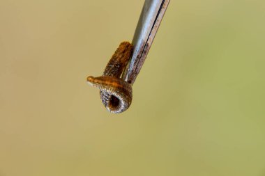 Cımbız üzerinde sülük. Kan emici hayvan. Kemer-türü sınıfından ringworms alt sınıfı. Hirudotherapy