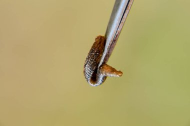 Cımbız üzerinde sülük. Kan emici hayvan. Kemer-türü sınıfından ringworms alt sınıfı. Hirudotherapy