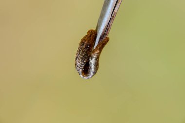 Cımbız üzerinde sülük. Kan emici hayvan. Kemer-türü sınıfından ringworms alt sınıfı. Hirudotherapy