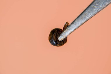 Cımbız üzerinde sülük. Kan emici hayvan. Kemer-türü sınıfından ringworms alt sınıfı. Hirudotherapy