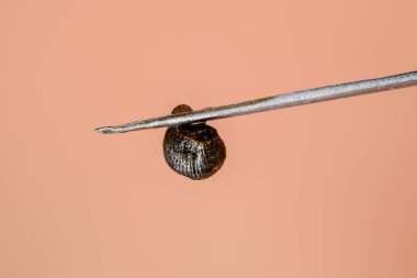 Cımbız üzerinde sülük. Kan emici hayvan. Kemer-türü sınıfından ringworms alt sınıfı. Hirudotherapy